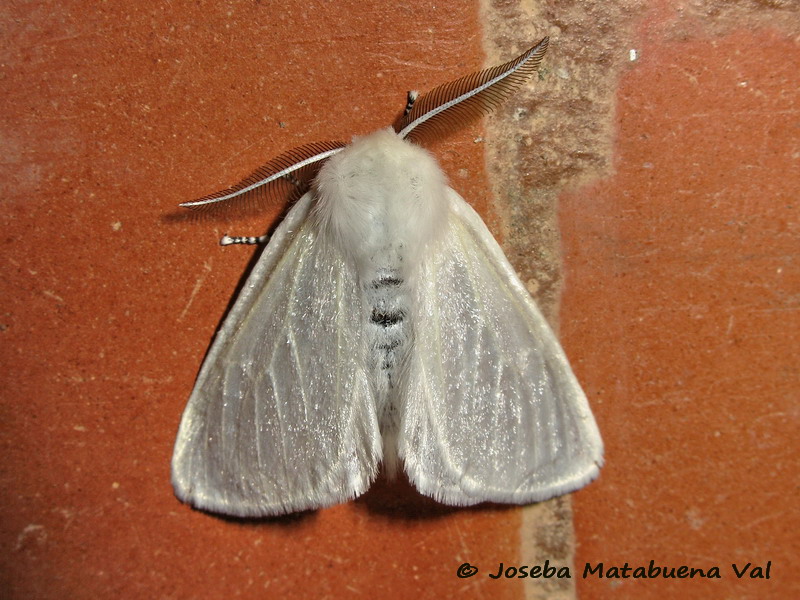 Noctuidae di questa fine settimana